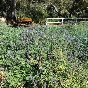Salvia (sage) Bon Bon northwest portion of Meadow border