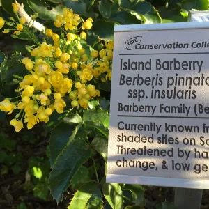 Berberis pinnata insularis in Conservation Collection at PCC