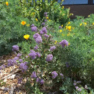 Ceanothus maritimus in Conservation Collection at Pritzlaff Conservation Center