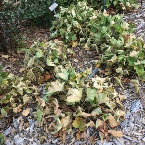Heuchera on east side of PCC showing damage from extreme heat and wind event