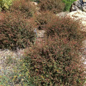 Acalypha californica 16-79 in new Island Section
