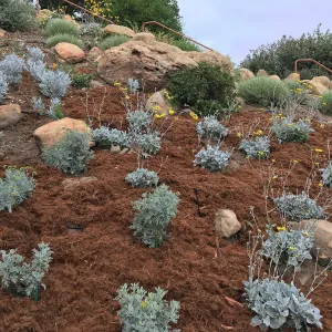 New plantings of Perityle incana & Bahiopsis laciniata in Baja Garden