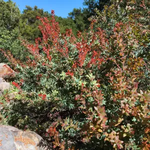 Arctostaphylos Paradise in the Manzanita Section