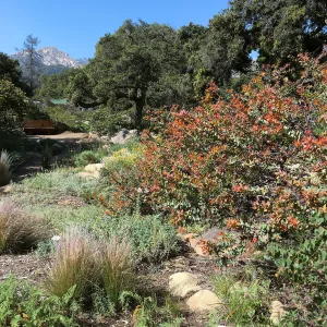 Arctostaphylos Paradise in the Manzanita Section