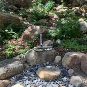 New fern plantings at Tea House