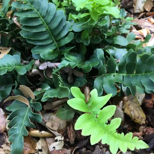 Polypodium scouleri at the Tea House