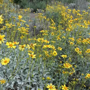 Tunnel Triangle, Encelia farinosa