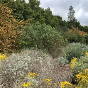 Tunnel Triangle, Encelia farinosa with Fremontodendron fire hybrids