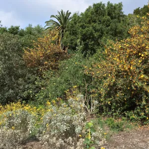 Tunnel Triangle, Encelia farinosa with Fremontodendron fire hybrids