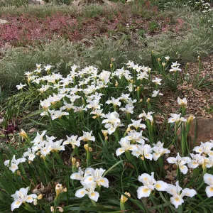 Iris Canyon Snow at Wooded Dell