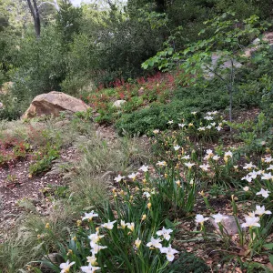 Wooded Dell