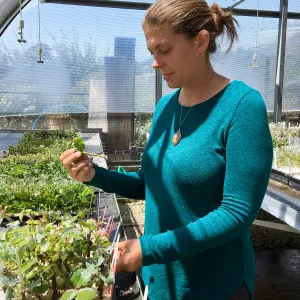 Heather Federlein checking for rooting in mist house