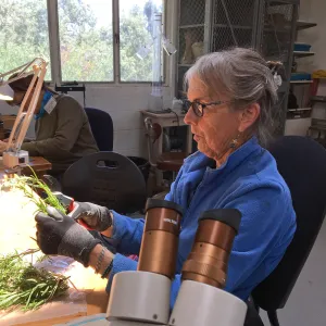 Bonnie Whitney preparing cuttings at the Hort Unit