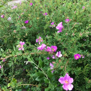 Rosa minutifolia in old Conservation Display