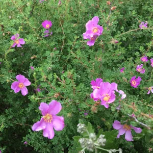 Rosa minutifolia in old Conservation Display