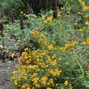 Acmispon glaber (Deerweed, California Broom) wth Salvia (Sage) spathacea on SW Trail
