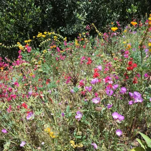 Clarkia on SW Trail