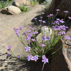 Sisyrinchium bellum at SBBG