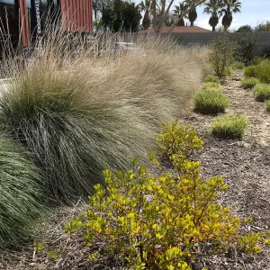 Muhlenbergia rigens and other natives in landscape at Starbucks in Buellton