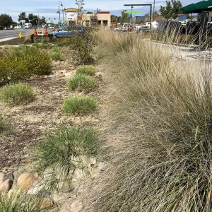 Muhlenbergia rigens and other natives in landscape at Starbucks in Buellton