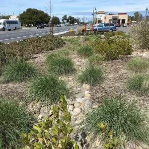 Natives landscape at Starbucks in Buellton