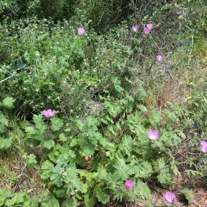 Sidalcea Malviflora on Rattlesnake Trail