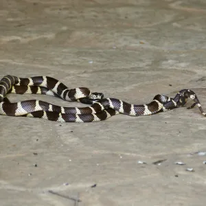 King snakes mating in the Information Kiosk