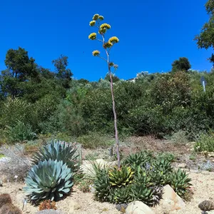 Agave margaritae in the Dudleya Display