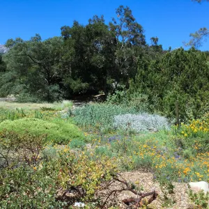 Groundcover Display and Meadow