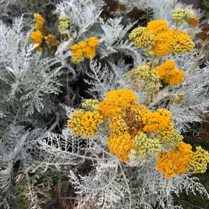 Canyon Silver Silver-lace