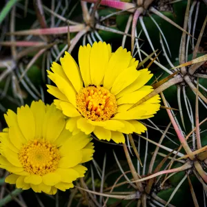 Desert Marigold, Baileya Multiradiata