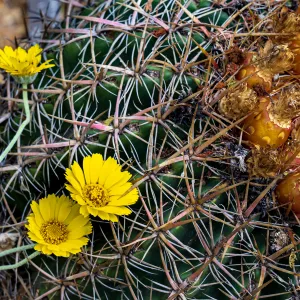 Desert Marigold and cactus