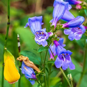 Blue Gem Foothill Penstemon