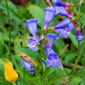 Blue Gem Foothill Penstemon, Pentemon Heterophyllus, Meadow