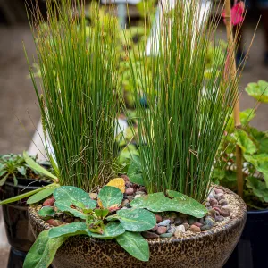 Garden Nursery