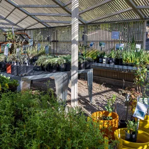 SBBG Nursery