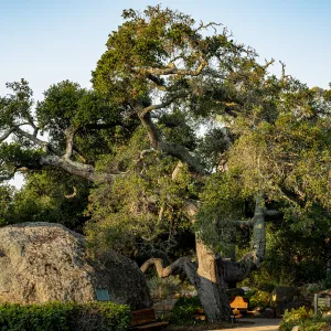 Coast Live Oak between the Blaksley Boulder and the Information Kiosk