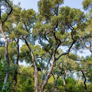 Oak Trees (Coastal Live Oak) in the Canyon