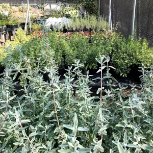 Garden Growers Canyard