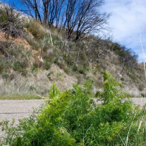 Invasive young fennel plants along the road, East Camino Cielo Rd, Santa Barbara, CA, Thomas Fire Survey - Mapping Recovery project