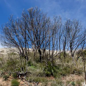 Burned plant skeletons, East Camino Cielo Rd, Santa Barbara, CA, Thomas Fire Survey - Mapping Recovery project
