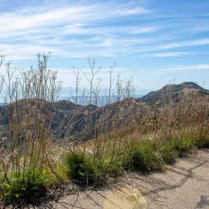 Invasive fennel plants along the road, East Camino Cielo Rd, Santa Barbara, CA, Thomas Fire Survey - Mapping Recovery project