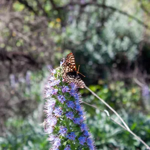 Variable checkerspot butterfly (Euphydryas chalcedona) on invasive pride of madeira (Echium candicans), Old Pueblo Trail, Santa Barbara, CA, Thomas Fire Survey - Mapping Recovery project