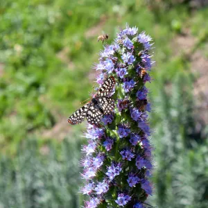 Variable checkerspot butterfly (Euphydryas chalcedona) on invasive pride of madeira (Echium candicans), Old Pueblo Trail, Santa Barbara, CA, Thomas Fire Survey - Mapping Recovery project