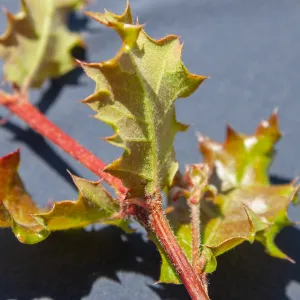 Quercus leaves, Ridge Trail (Near Cold Spring), Santa Barbara, CA, Thomas Fire Survey - Mapping Recovery project