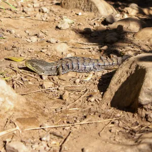 Southern alligator lizard, Cold Springs Trail, Santa Barbara, CA, Thomas Fire Survey - Mapping Recovery project