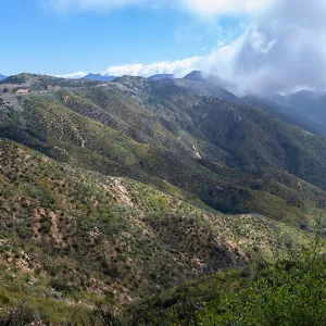 Post-burn slopes along the front country of Santa Barbara and Montecito, East Camino Cielo Rd, Santa Barbara, CA, Thomas Fire Survey - Mapping Recovery project