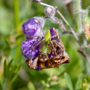 Green lynx spider, East Camino Cielo Rd, Santa Barbara, CA, Thomas Fire Survey - Mapping Recovery project