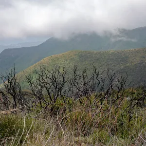 Shrub skeletons in post-burn chaparral on a foggy day, East Camino Cielo Rd, Santa Barbara, CA, Thomas Fire Survey - Mapping Recovery project