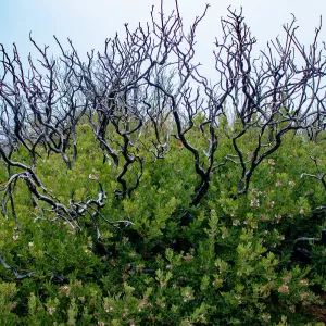 Arctostaphylos (Manzanita) skeletons in post-burn chaparral on a foggy day, East Camino Cielo Rd, Santa Barbara, CA, Thomas Fire Survey - Mapping Recovery project